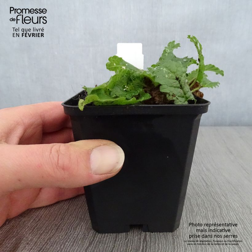 Stachys monieri Rosea 8/9 cm pot sample as delivered in winter