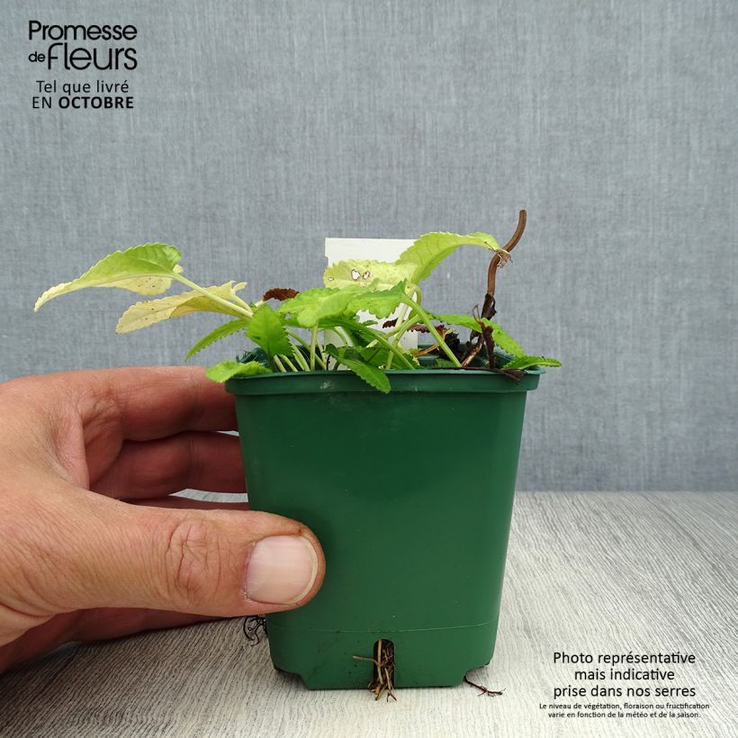 Stachys officinalis Alba 8/9 cm pot sample as delivered in autumn