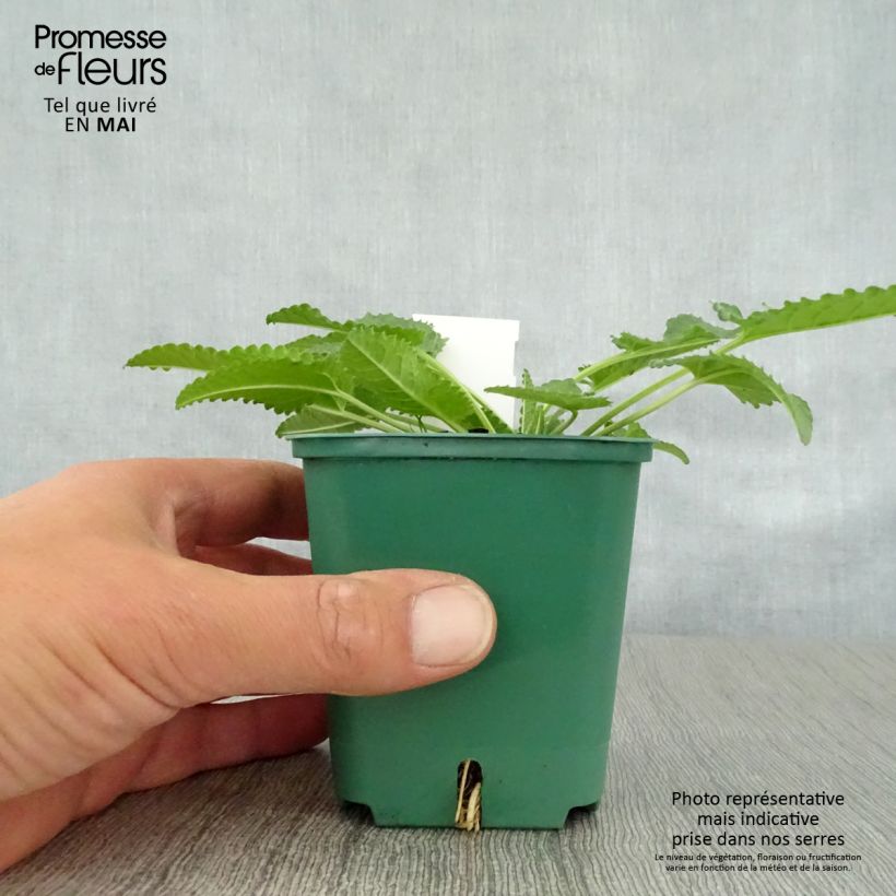 Stachys officinalis Alba 8/9 cm pot sample as delivered in spring