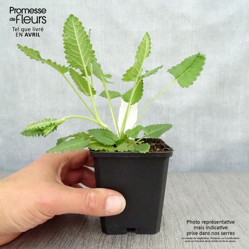 Stachys officinalis 8/9 cm pot sample as delivered in spring