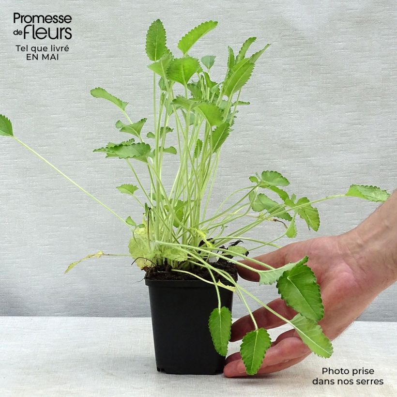 Stachys officinalis Pink Cotton Candy 8/9 cm pot sample as delivered in spring