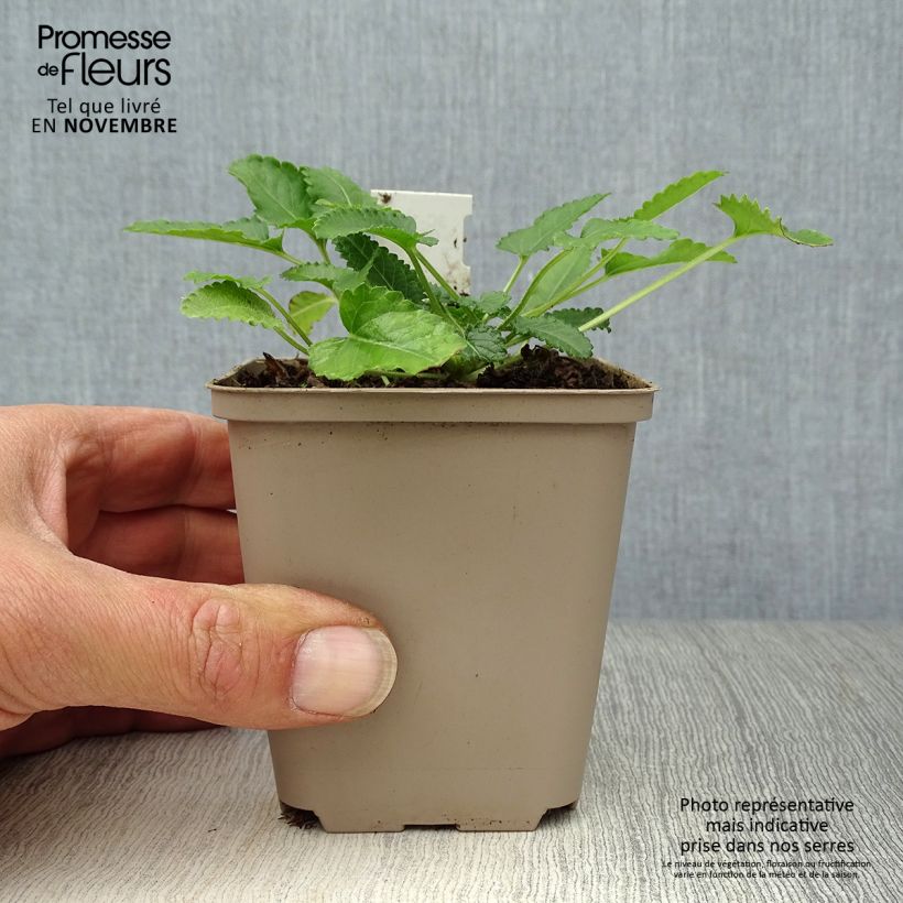 Stachys officinalis Pink Cotton Candy 8/9 cm pot sample as delivered in autumn
