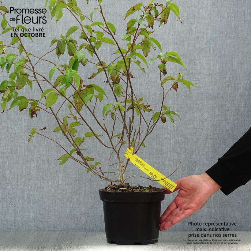 Stachyurus chinensis Celina 3L/4L pot sample as delivered in autumn