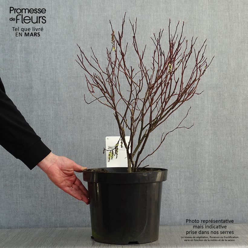 Stachyurus chinensis Celina 7.5L/10L pot sample as delivered in winter