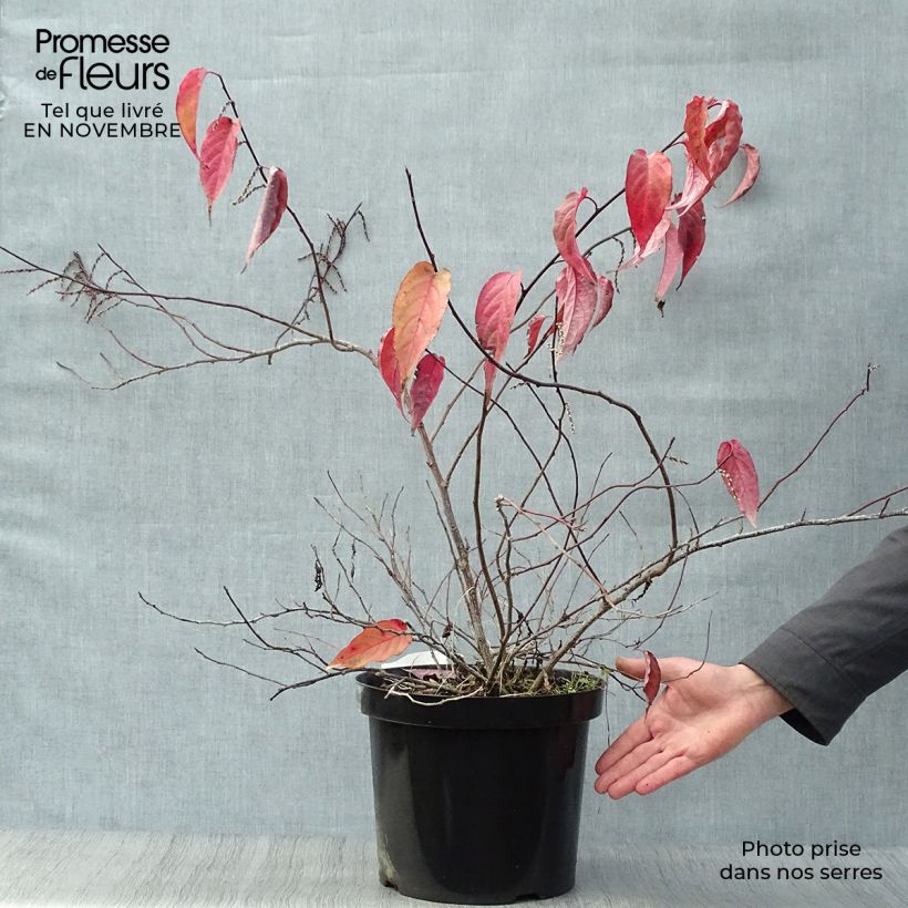 Stachyurus chinensis Joy Forever 7.5L/10L pot sample as delivered in autumn