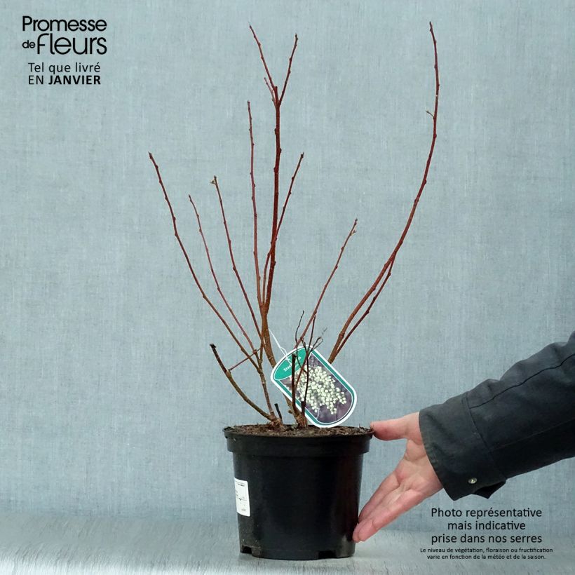 Stachyurus praecox 2L/3L pot sample as delivered in winter