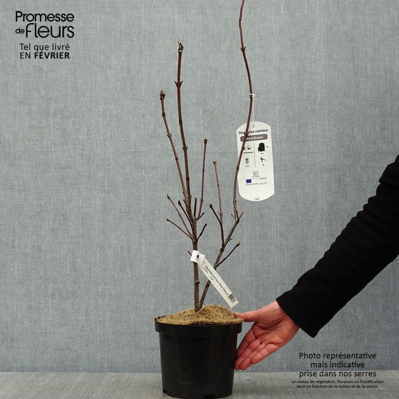 Staphylea colchica Black Beauty 4L/5L pot sample as delivered in winter