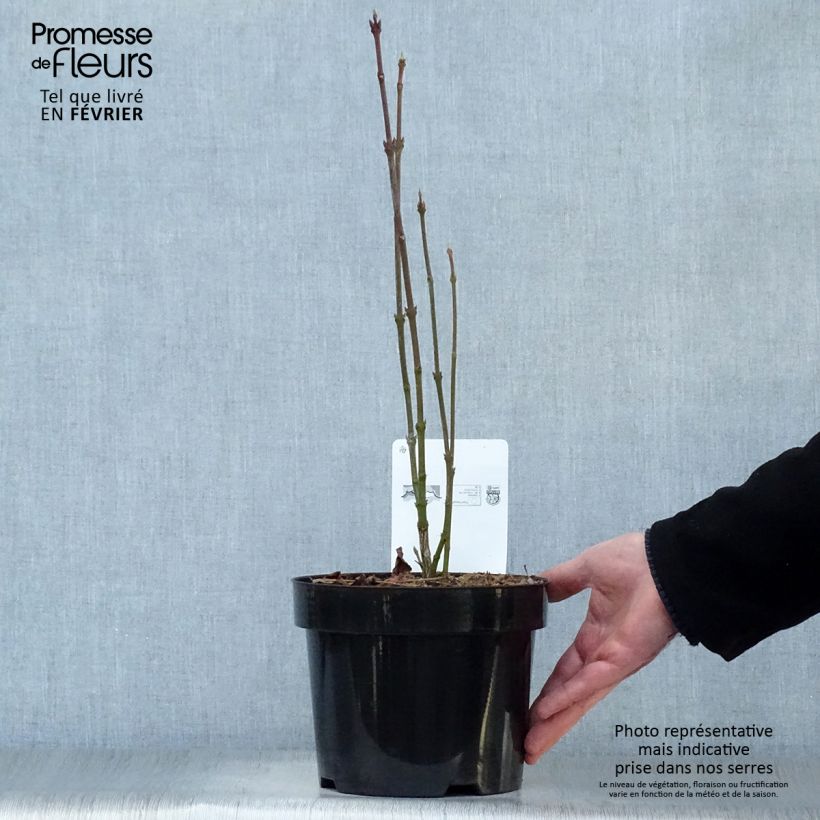 Staphylea colchica 3L/4L pot sample as delivered in winter