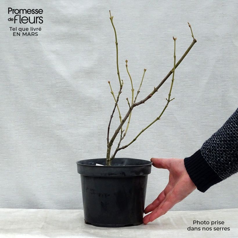 Staphylea pinnata Ready-to-plant root ball sample as delivered in spring