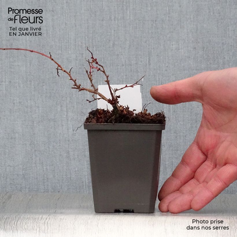 Stephanandra incisa Crispa 8/9 cm pot sample as delivered in winter