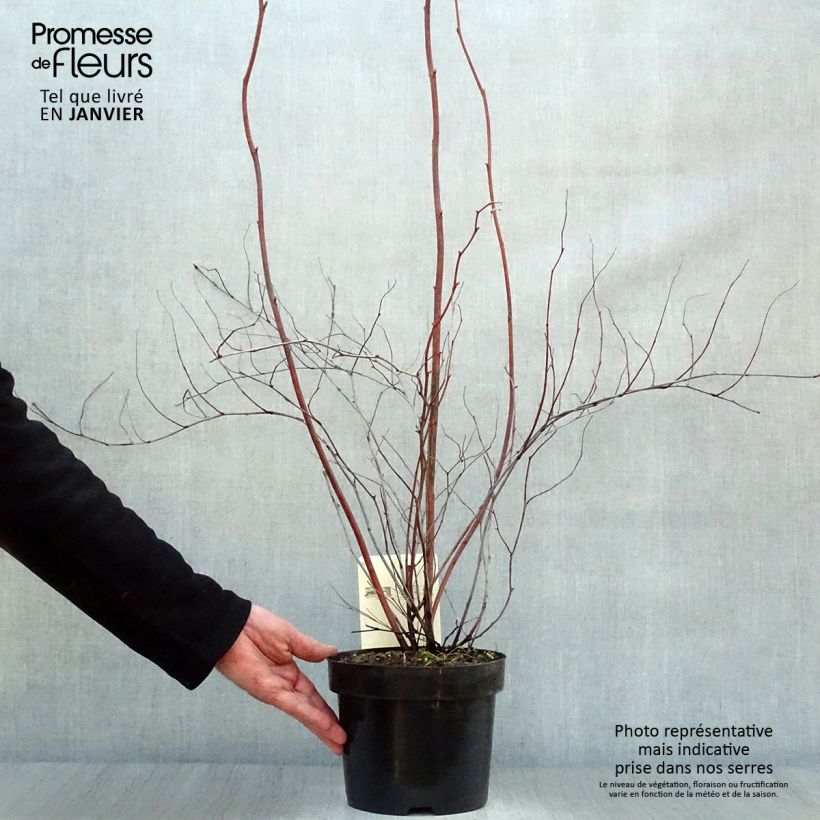 Stephanandra tanakae 3L/4L pot sample as delivered in winter