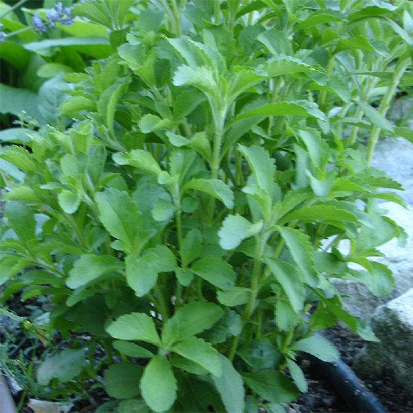 Stevia rebaudiana (Plant habit)