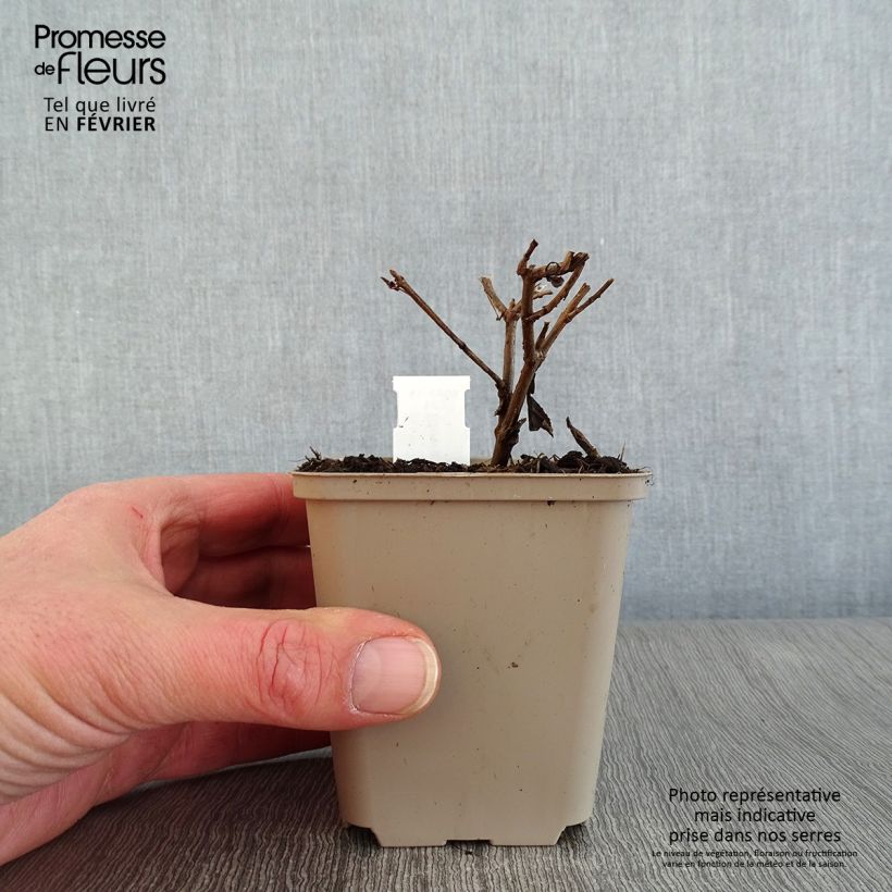 Stevia rebaudiana 8/9 cm pot sample as delivered in winter