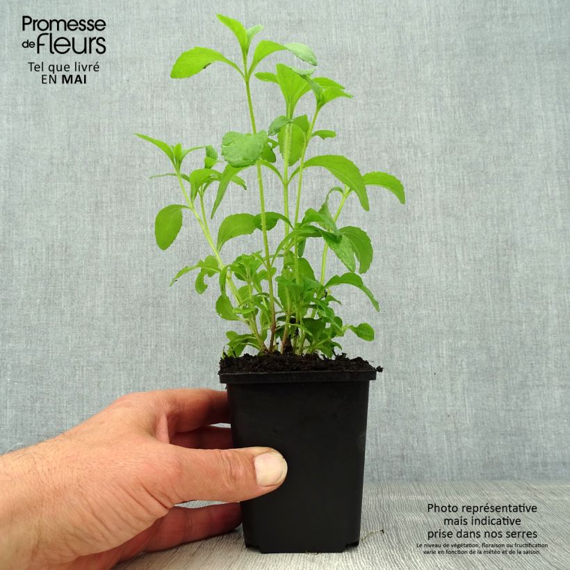 Stevia rebaudiana 8/9 cm pot sample as delivered in spring