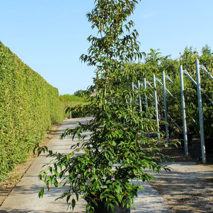Stewartia pseudocamellia 70L/75L pot sample as delivered in spring