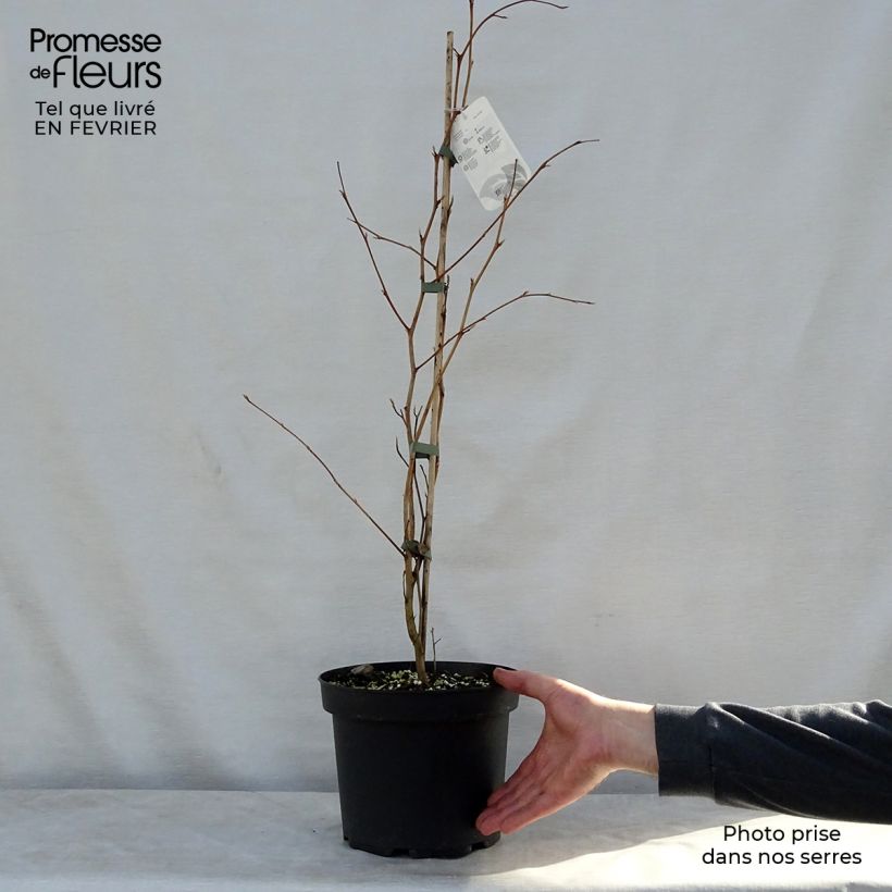 Stewartia pseudocamellia 3L/4L pot sample as delivered in winter