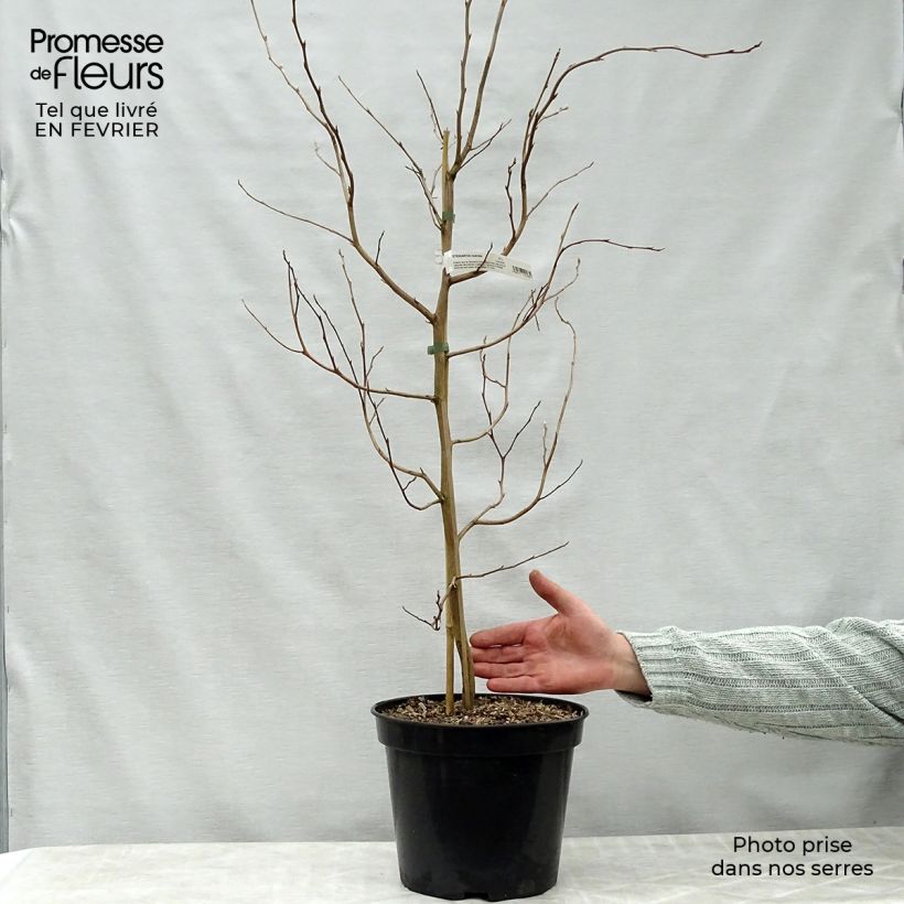 Stewartia rostrata 4L/5L pot sample as delivered in winter