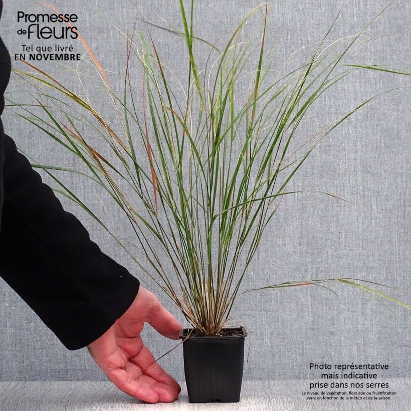 Stipa arundinacea 8/9 cm pot sample as delivered in autumn