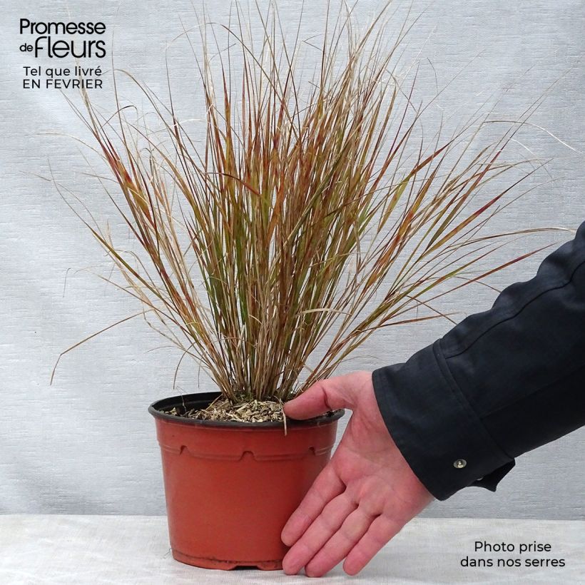 Stipa arundinacea 2L/3L pot sample as delivered in winter