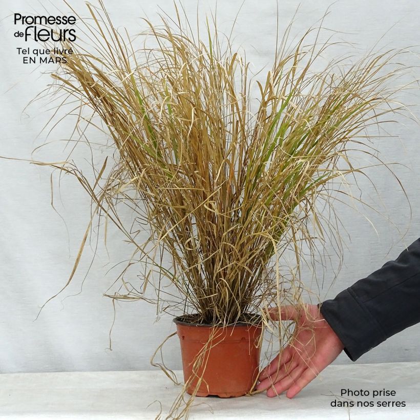 Stipa arundinacea Sirocco 2L/3L pot sample as delivered in spring