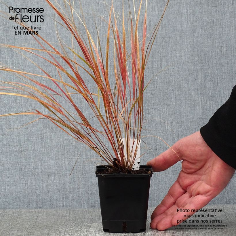 Stipa arundinacea Sirocco 8/9 cm pot sample as delivered in winter