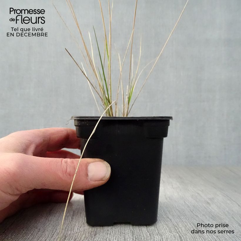 Stipa barbata 7/8 cm pot sample as delivered in winter