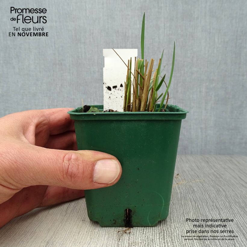 Stipa calamagrostis 8/9 cm pot sample as delivered in autumn