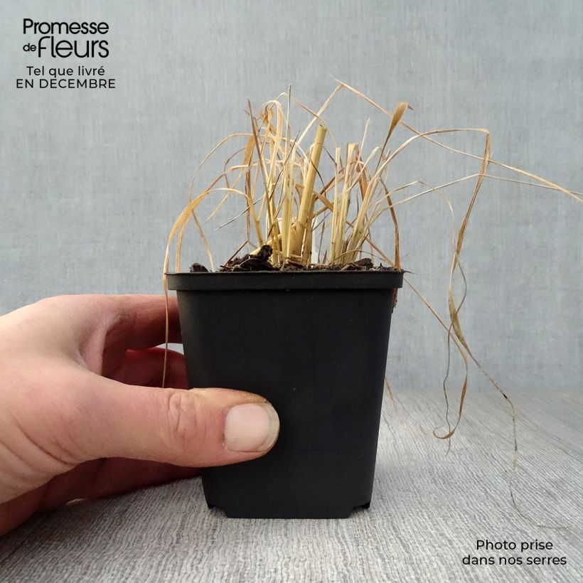 Stipa calamagrostis 8/9 cm pot sample as delivered in winter