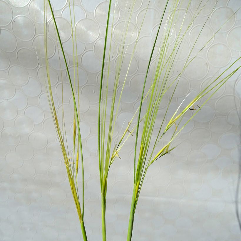 Stipa capillata (Flowering)