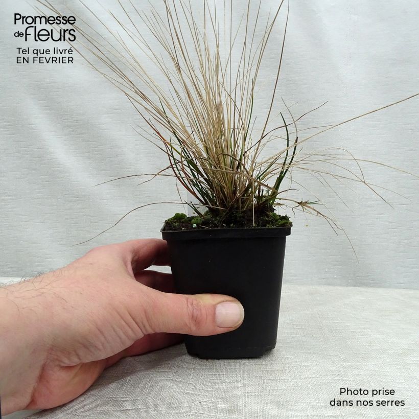 Stipa capillata 8/9 cm pot sample as delivered in winter