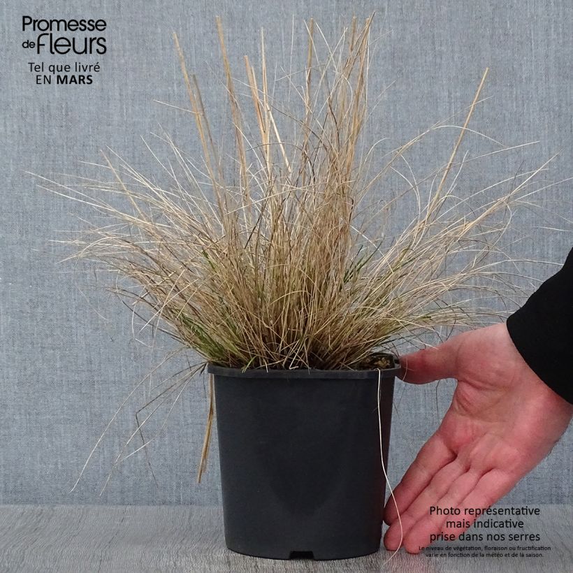 Stipa capillata 2L/3L pot sample as delivered in winter