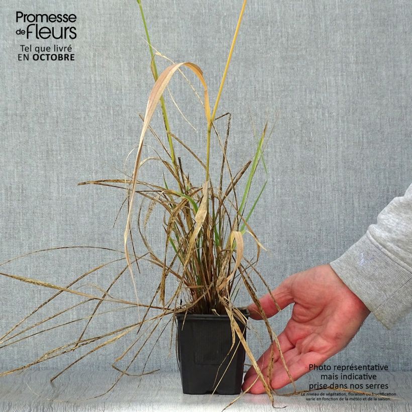 Stipa extremiorientalis 8/9 cm pot sample as delivered in autumn