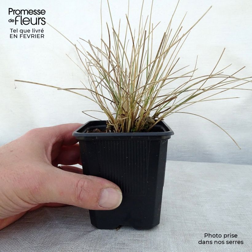 Stipa gigantea  8/9 cm pot sample as delivered in winter