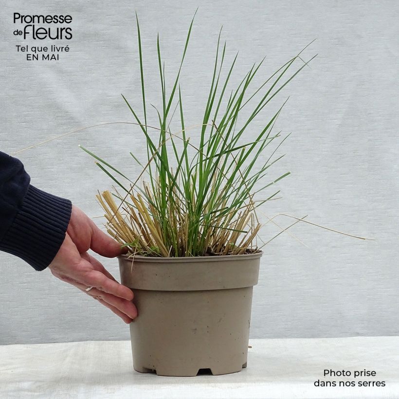 Stipa gigantea  2L/3L pot sample as delivered in spring