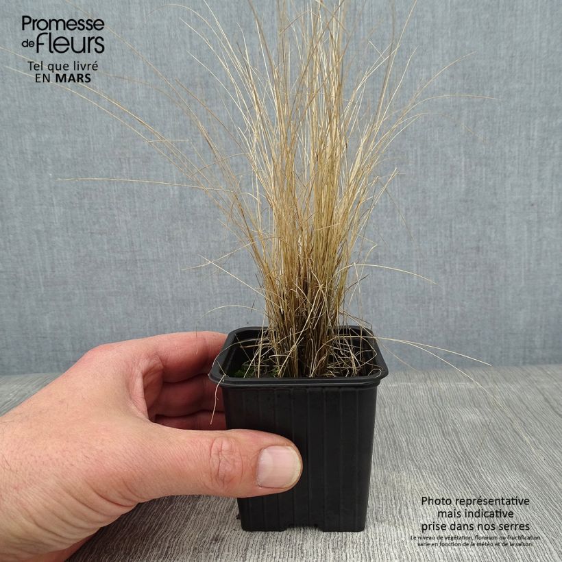 Stipa ichu 7/8 cm pot sample as delivered in winter