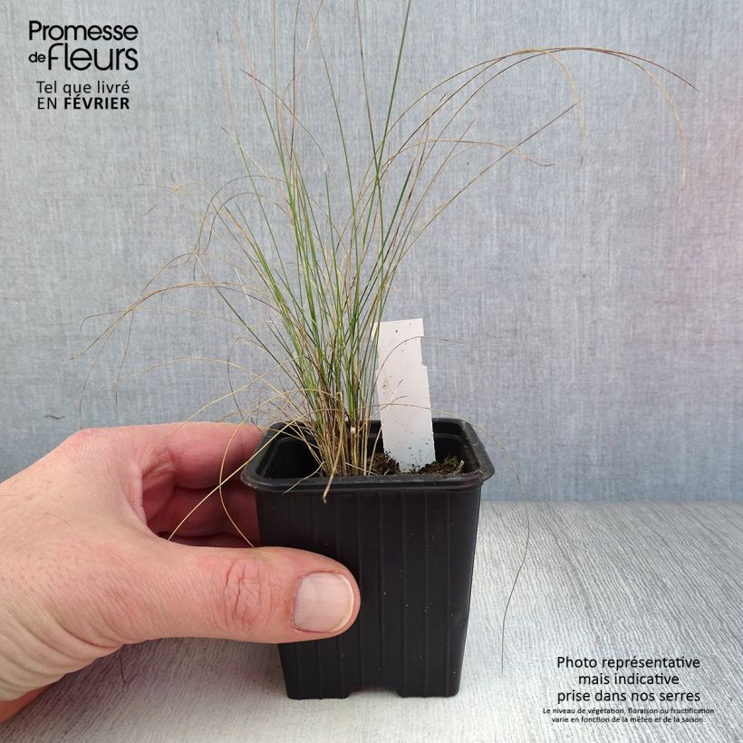 Stipa pennata 8/9 cm pot sample as delivered in winter