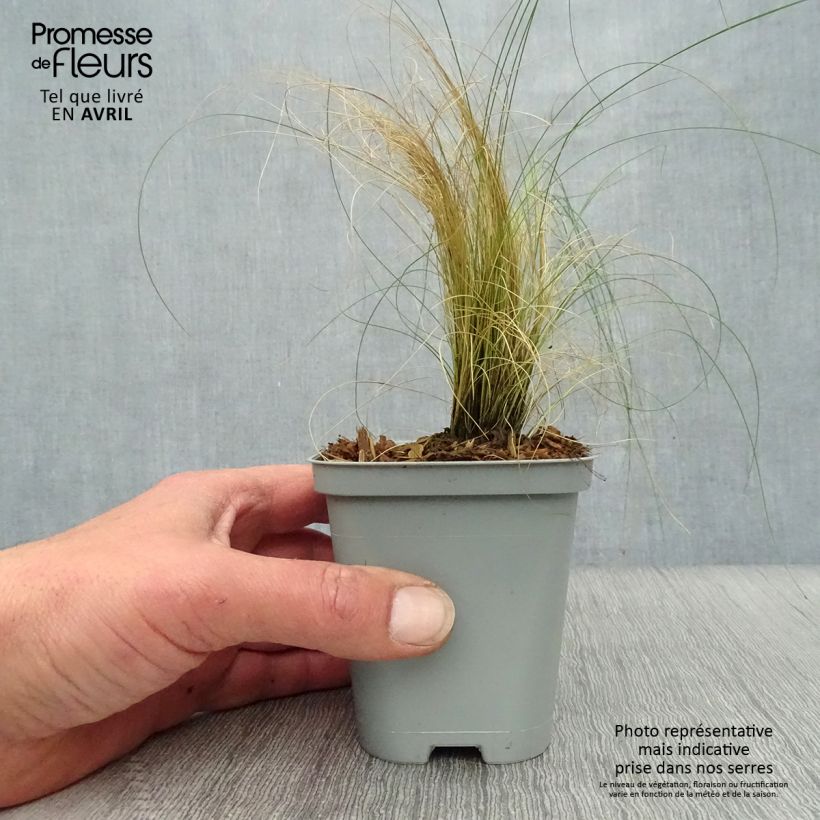 Stipa pennata 8/9 cm pot sample as delivered in spring
