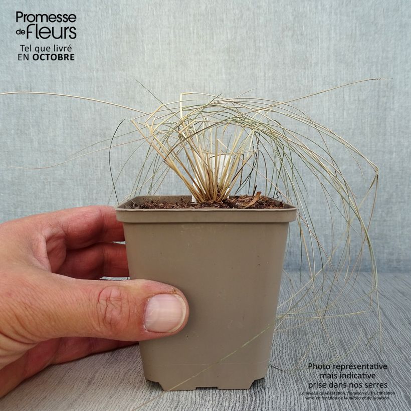 Stipa pulcherrima 8/9 cm pot sample as delivered in autumn