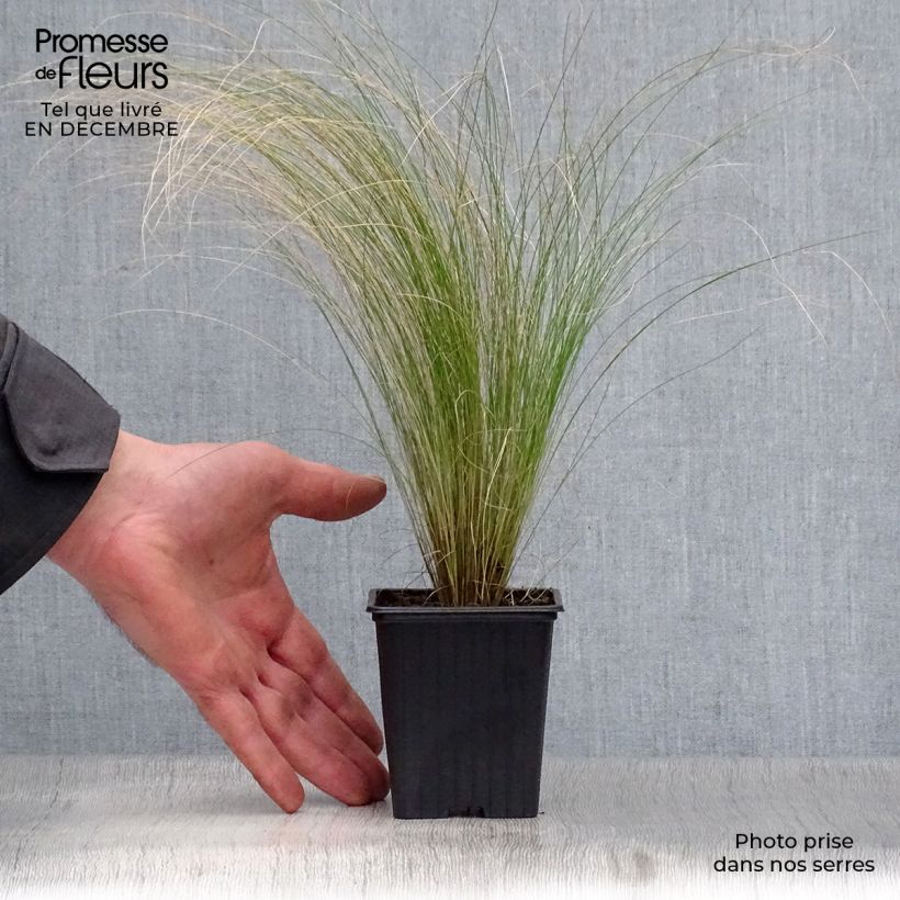 Stipa tenuifolia 7/8 cm pot sample as delivered in winter