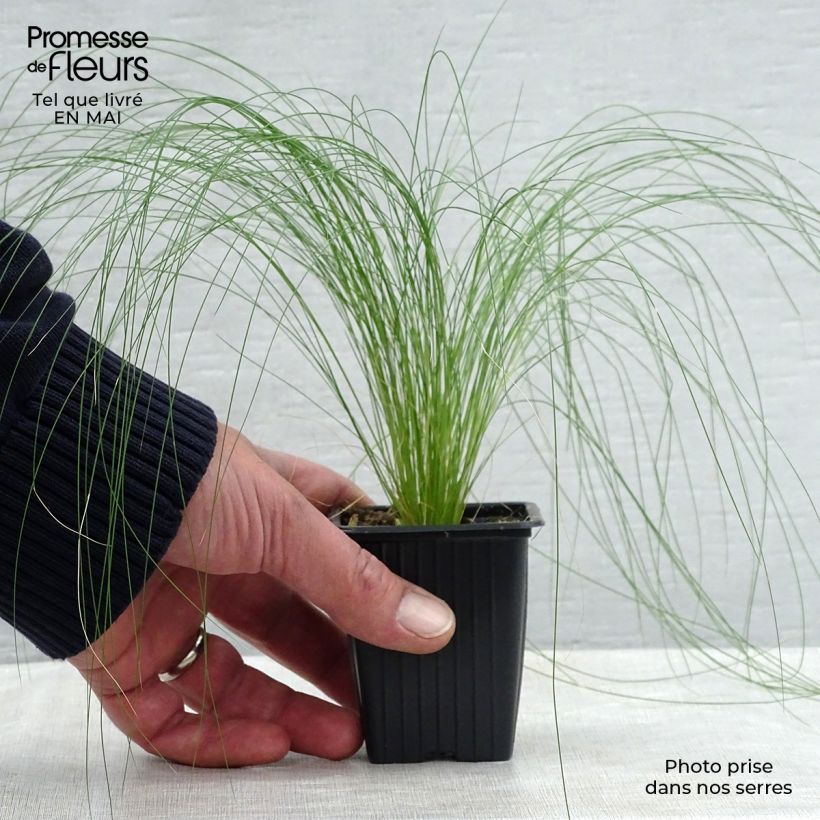 Stipa tenuifolia 7/8 cm pot sample as delivered in spring