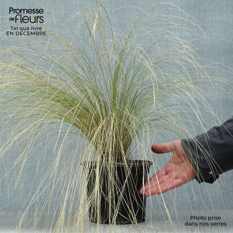 Stipa tenuifolia 2L/3L pot sample as delivered in winter