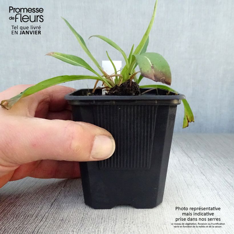 Stokesia laevis Blue Star 8/9 cm pot sample as delivered in winter