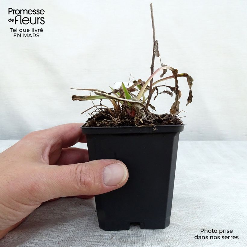 Stokesia laevis Purple Parasols 8/9 cm pot sample as delivered in winter