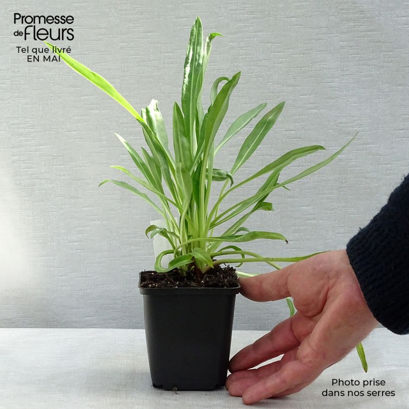 Stokesia laevis Traumerei 8/9 cm pot sample as delivered in spring