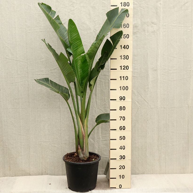 Strelitzia augusta 6L/7L pot sample as delivered in spring