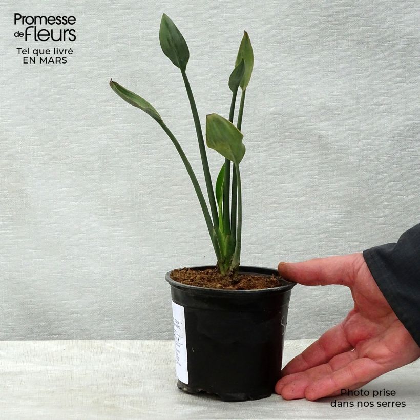 Strelitzia juncea 12cm pot sample as delivered in spring