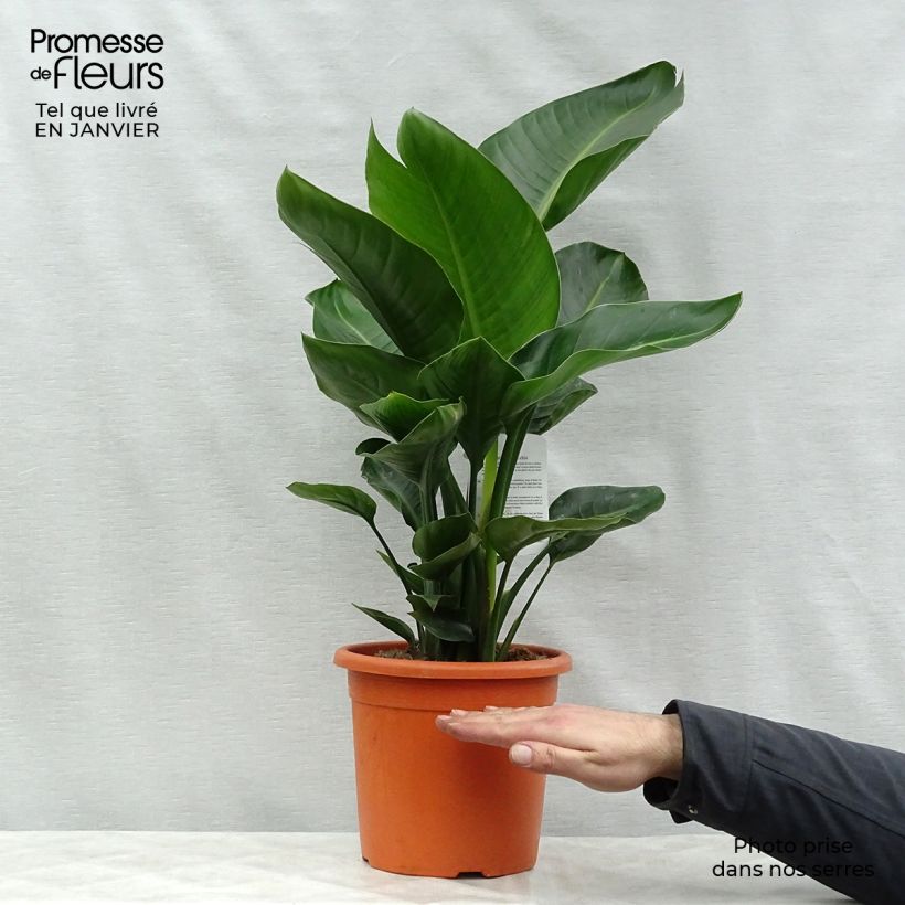 Strelitzia nicolai 2L/3L pot sample as delivered in winter