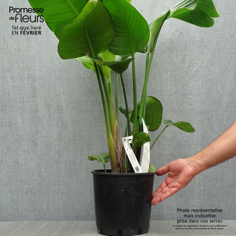 Strelitzia reginae 6L/7L pot sample as delivered in autumn