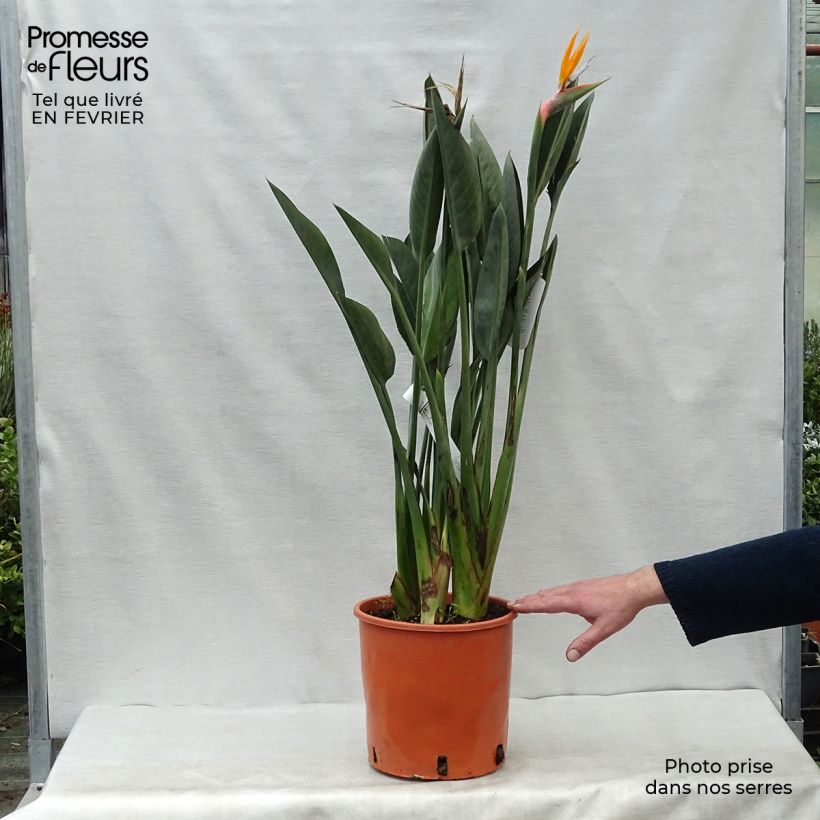 Strelitzia reginae 6L/7L pot sample as delivered in winter