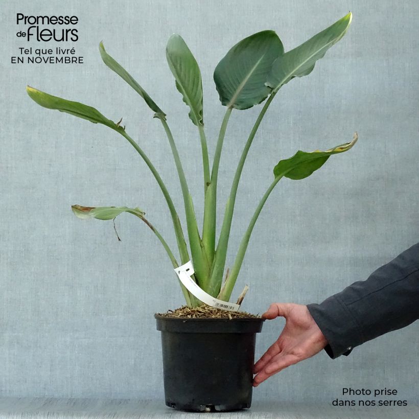 Strelitzia reginae 2L/3L pot sample as delivered in autumn